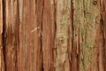 Cracked bark tree surface background Royalty Free Stock Photo