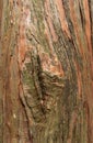 Cracked bark tree surface background Royalty Free Stock Photo