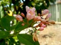 Red Buckeye flower is blooming