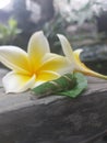 Background abstract of flowers with a caterpillar eating leaf at my gardens