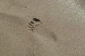 Background abstract footprint of a child in the sand