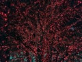 Background Abstract of red Christmas lights on tree in temple square by LDS mormon temple in Salt Lake city, Utah, USA. Royalty Free Stock Photo