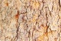 Background Abstract texture photo yellow, brown, grey Pterocarpus macrocarpas (Padauk) tree bark arranged Royalty Free Stock Photo