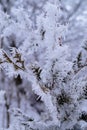 Background branchn Bush covered frost winter Royalty Free Stock Photo