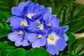 Background of African Violet blooming flowers Royalty Free Stock Photo