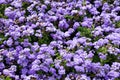 Background with ageratum flowers Royalty Free Stock Photo
