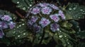 Background of Ageratum houstonianum, flossflower, bluemink, blueweed or Mexican paintbrush with raindrops created with Royalty Free Stock Photo