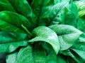 Background of Aglaonema leaf.