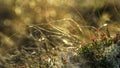 Background with alpine flora in the sun light