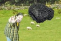 Background with an angry farmer on a field with sheep who throws a piece of coal Royalty Free Stock Photo