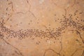 Background, ants running, ants cord, many ants fast on dirt road Royalty Free Stock Photo