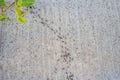 background, ants are running, problems with ants in the house Royalty Free Stock Photo