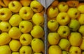 A background of Apples in a drawer. Yellow apple Raw fruit and vegetable organic fresh produce Royalty Free Stock Photo