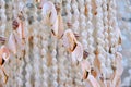 Background of the Arab chandelier of seashells, close-up. Texture of shells