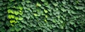 Background of Aristolochia Macrophylla leaves