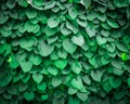 Background of Aristolochia Macrophylla leaves