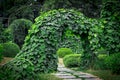 Background of Aristolochia Macrophylla leaves