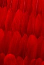 Background arranged heap of delicate red feathers