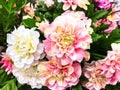 Background of artificial flowers Royalty Free Stock Photo