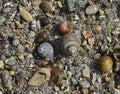 The background with assorted shells and stones at sea shore