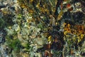 The background with assorted shells and stones under water