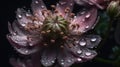 Background of Astrantia with raindrops created with generative AI technology Royalty Free Stock Photo