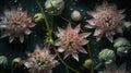 Background of Astrantia with raindrops created with generative AI technology Royalty Free Stock Photo