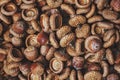 Background of autumn acorns. closeup. macro Royalty Free Stock Photo