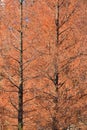 Background of Autumn Brown Larch Trees