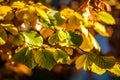 Background with autumn colorful leaves