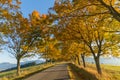 Background with autumn colorful leaves