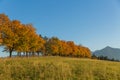 Background with autumn colorful leaves