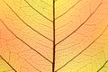 Background of Autumn colors Leaf cell structure - natural texture