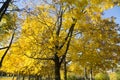 Autumn in the city park, yellow leaves of the maples Royalty Free Stock Photo