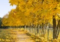 Autumn in the city park, yellow leaves of the maples Royalty Free Stock Photo