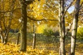 Autumn in the city park, yellow leaves of the maples Royalty Free Stock Photo