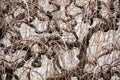 Background, autumn leafless tree branches