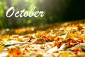 background of autumn leaves autumn leaves in a Park on earth, ye Royalty Free Stock Photo