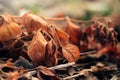 Background from autumn leaves. First frosts. Dry leaves in hoarfrost in early morning. Poster for interior. Royalty Free Stock Photo