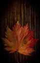 Autumn leaves of japanese palm tree maple on wood texture background Royalty Free Stock Photo