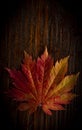 Autumn leaves of japanese palm tree maple on wood texture background Royalty Free Stock Photo