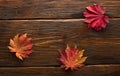 Autumn leaves of japanese palm tree maple on wood texture background Royalty Free Stock Photo