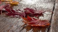 Autumn leaves of japanese palm tree maple on wood texture background Royalty Free Stock Photo