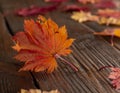 Autumn leaves of japanese palm tree maple on wood texture background Royalty Free Stock Photo