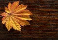 Autumn leaves of japanese palm tree maple on wood texture background Royalty Free Stock Photo