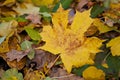 Background of autumn leaves, nature, seasons.