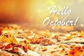 background of autumn leaves autumn leaves in a Park on earth, yellow, green leaves in autumn Park. Hello october. Royalty Free Stock Photo