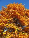 Background of autumn leaves on a tree against blue sky Royalty Free Stock Photo