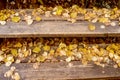 Yellow leaves on the granite steps of City Park