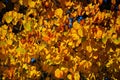 Background autumn leaves yellow and gold.